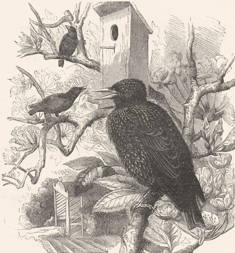 BIRDS. Raven. Starling. Common c1870 old antique vintage print picture